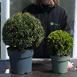 Ilex crenata boule ball bola